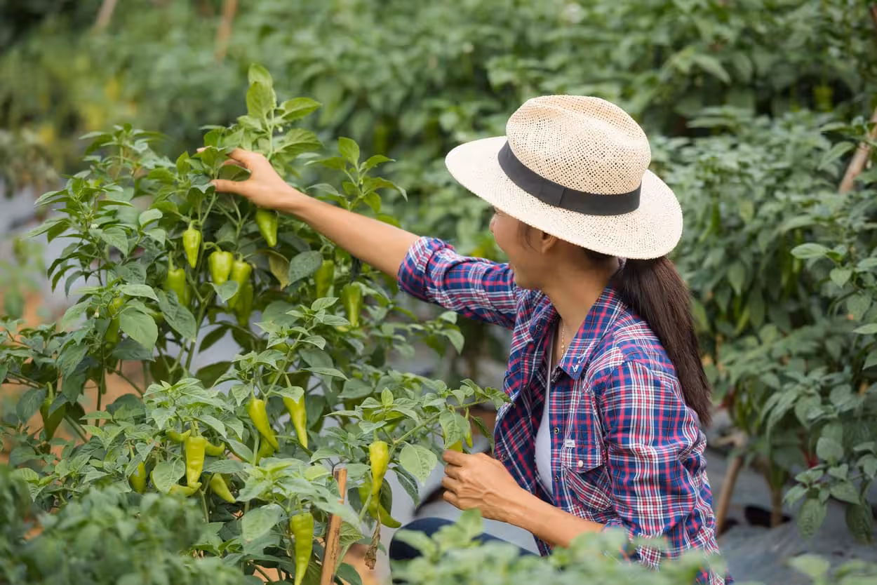 Local spice farm